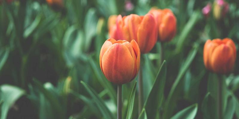 027精英梦的武汉梅雨季生存指南：除湿防潮技巧与本地室内活动推荐