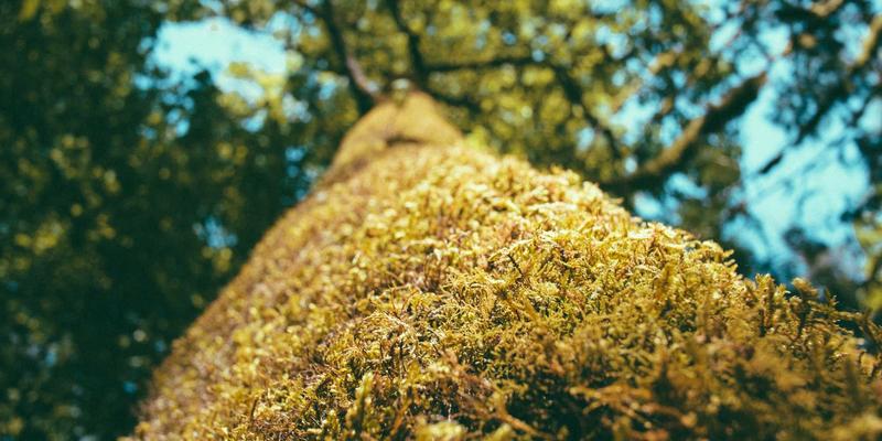 江城生活图鉴：烟火气里的武汉活动、购物与美食